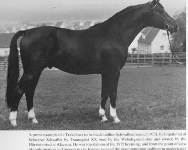 stallion Schwalbenfreund (Trakehner, 1973, from Impuls)