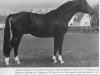stallion Schwalbenfreund (Trakehner, 1973, from Impuls)
