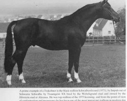 stallion Schwalbenfreund (Trakehner, 1973, from Impuls)