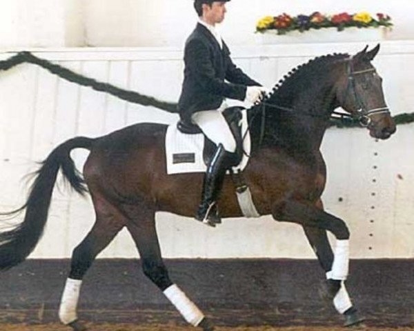 horse United Kingdom (Trakehner, 2002, from Gipsy King)