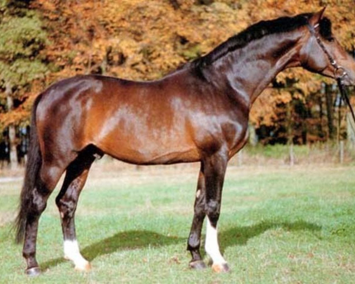stallion Memelruf (Trakehner, 1978, from Schwalbenzug)