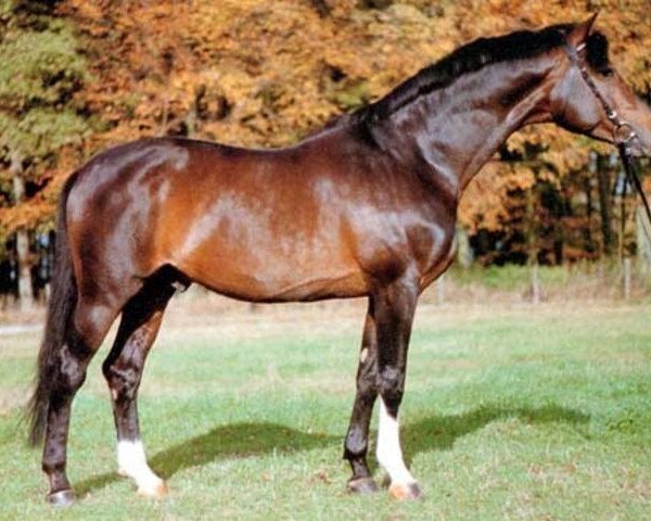 stallion Memelruf (Trakehner, 1978, from Schwalbenzug)