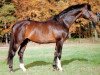 stallion Memelruf (Trakehner, 1978, from Schwalbenzug)