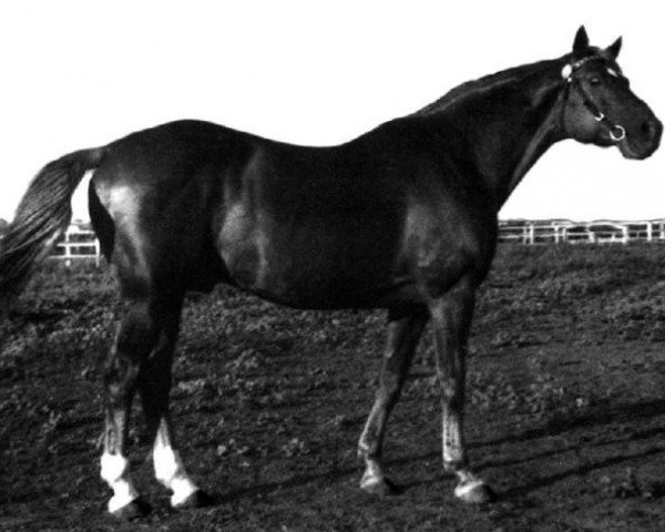 stallion Guido (Trakehner, 1937, from Pythagoras)