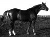 stallion Guido (Trakehner, 1937, from Pythagoras)