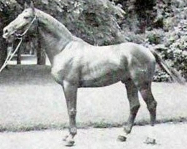 stallion Gigant (Trakehner, 1942, from Guido)