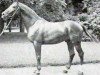 stallion Gigant (Trakehner, 1942, from Guido)