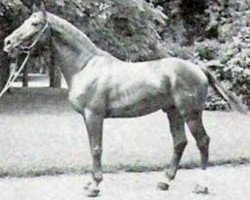 Deckhengst Gigant (Trakehner, 1942, von Guido)