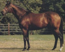 stallion Solo Dancer xx (Thoroughbred, 1978, from Green Dancer xx)