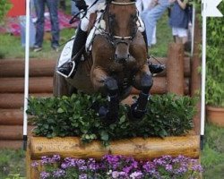 horse Benjamin TSF (Trakehner, 2000, from Parforce)