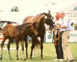 Zuchtstute Herbstanemone (Trakehner, 1991, von Arrak)