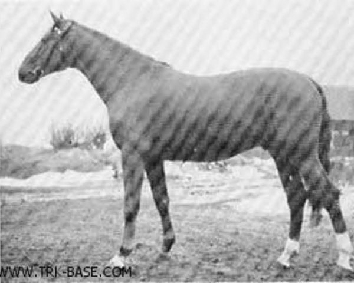 Deckhengst Anwalt (Trakehner, 1958, von Altan)