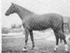 stallion Anwalt (Trakehner, 1958, from Altan)