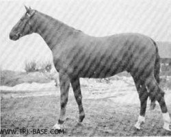 stallion Anwalt (Trakehner, 1958, from Altan)