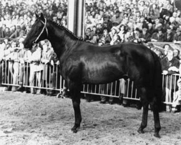 stallion Golfstrom xx (Thoroughbred, 1967, from Orsini xx)