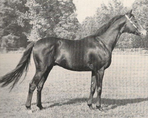 stallion Bürgermeister xx (Thoroughbred, 1944, from Herold xx)