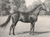 stallion Bürgermeister xx (Thoroughbred, 1944, from Herold xx)