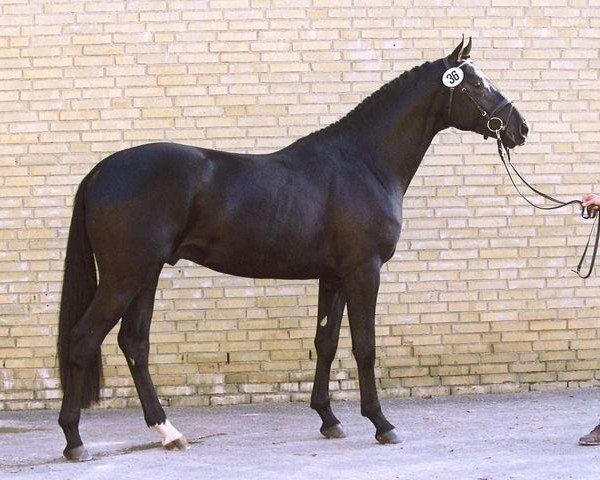 stallion Hidalgo (Trakehner, 2003, from King Arthur TSF)