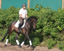 broodmare Gattamelata (Trakehner, 2007, from Hidalgo)