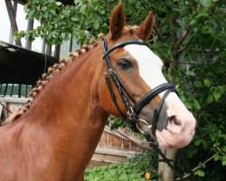 broodmare Forstbachhof Sunlight (Welsh-Cob (Sek. C), 1999, from Forstbachhofbyron)