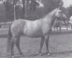 broodmare Suleiken IV (Trakehner, 1980, from Mahagoni)