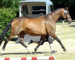 broodmare Herzenslust (Trakehner, 1992, from Gipsy King)