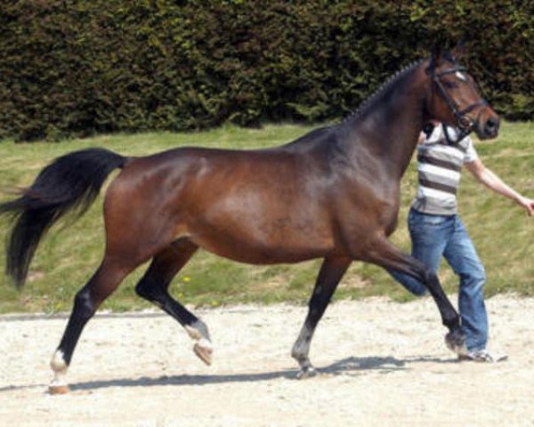 broodmare Herzsonne (Trakehner, 1996, from Tivano)