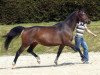 broodmare Herzsonne (Trakehner, 1996, from Tivano)