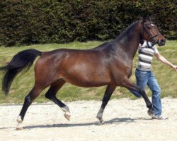 broodmare Herzsonne (Trakehner, 1996, from Tivano)