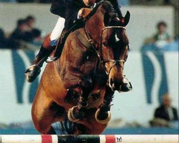 stallion Jokinal de Bornival (Belgian Warmblood, 1986, from Almé)