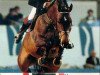Pferd Jokinal de Bornival (Belgisches Warmblut, 1986, von Almé Z)