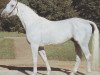 stallion Adriano (Brandenburg, 1976, from Adept)