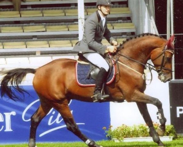 stallion New Quidam (Holsteiner, 2001, from Newton)