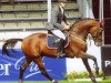 stallion New Quidam (Holsteiner, 2001, from Newton)