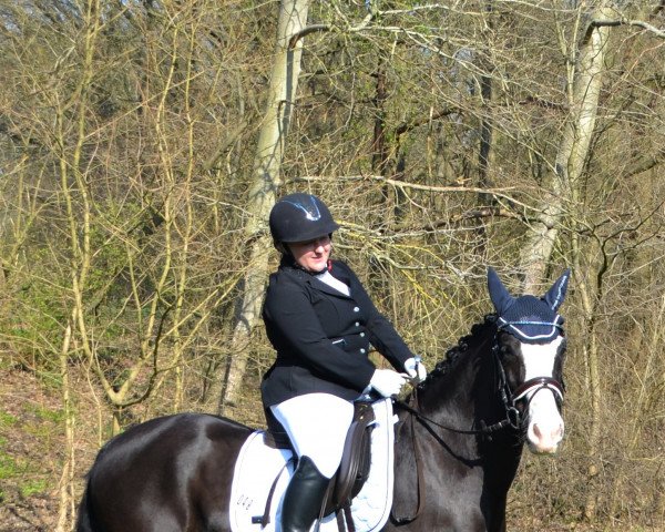 dressage horse Castle Troy (unknown, 2015)