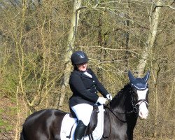 dressage horse Castle Troy (unbekannt, 2015)