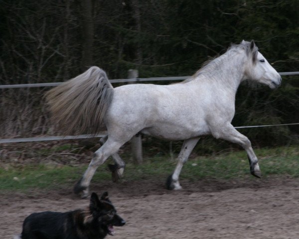 horse Thiergartenhof's Gil'Galad (Connemara Pony, 2006, from Glaskopf Golden Swaine)