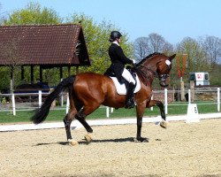 dressage horse Royal Flash 87 (Westphalian, 2003, from Bmc Roman Nature)