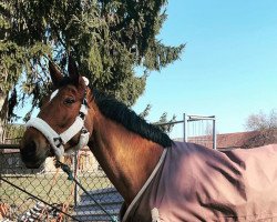 broodmare Citania (German Sport Horse, 2008, from Canterbury)