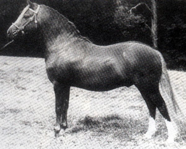 stallion Twyford Grenadier (Welsh mountain pony (SEK.A), 1957, from Coed Coch Madog)
