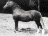 stallion Twyford Grenadier (Welsh mountain pony (SEK.A), 1957, from Coed Coch Madog)