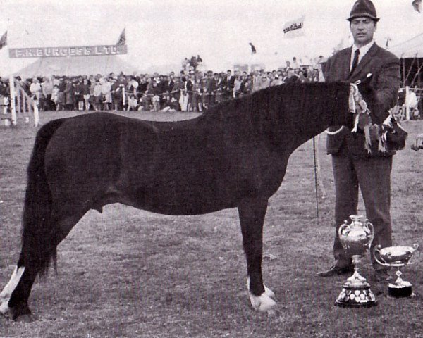 Zuchtstute Tan Lan Wennol (Welsh Mountain Pony (Sek.A), 1953, von Coed Coch Meilyr)