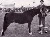 Zuchtstute Tan Lan Wennol (Welsh Mountain Pony (Sek.A), 1953, von Coed Coch Meilyr)