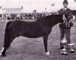 broodmare Tan Lan Wennol (Welsh mountain pony (SEK.A), 1953, from Coed Coch Meilyr)