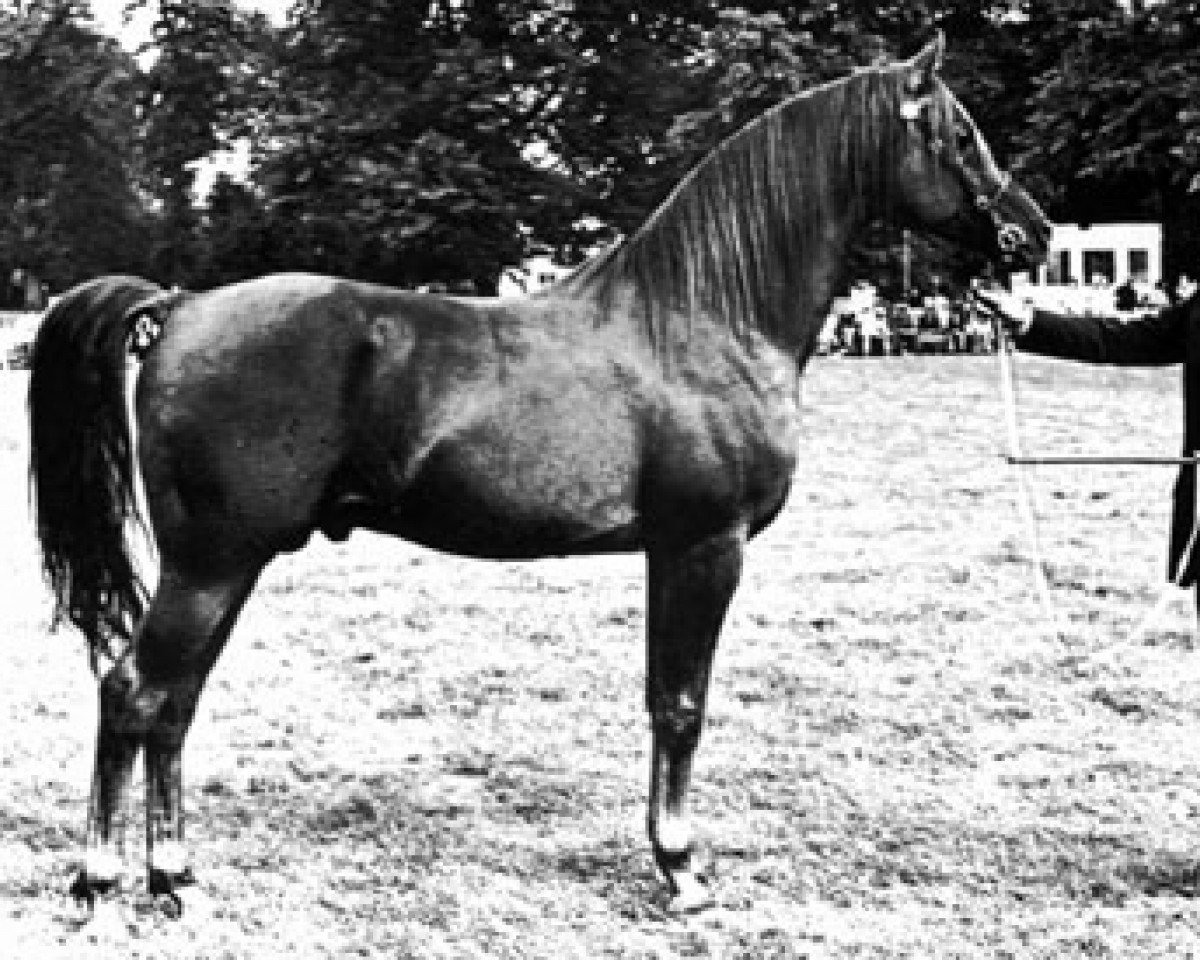 stallion Achim ox (Arabian purebred, 1961, from Noran 1956 ox)