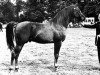 stallion Achim ox (Arabian thoroughbred, 1961, from Noran 1956 ox)