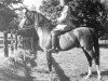 stallion The Chief ox (Arabian thoroughbred, 1943, from Riffal 1936 ox)