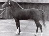horse Conquistador (Nederlands Rijpaarden en Pony, 1972, from Hamad ox)