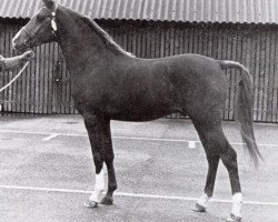 stallion Conquistador (Nederlands Rijpaarden en Pony, 1972, from Hamad ox)