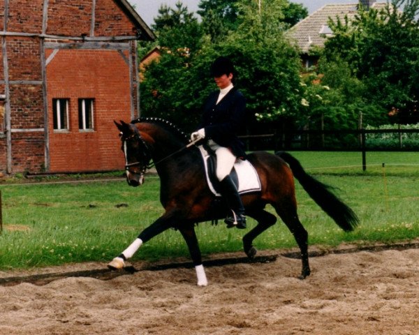 stallion Duktus (German Riding Pony, 1978, from Dulcor)